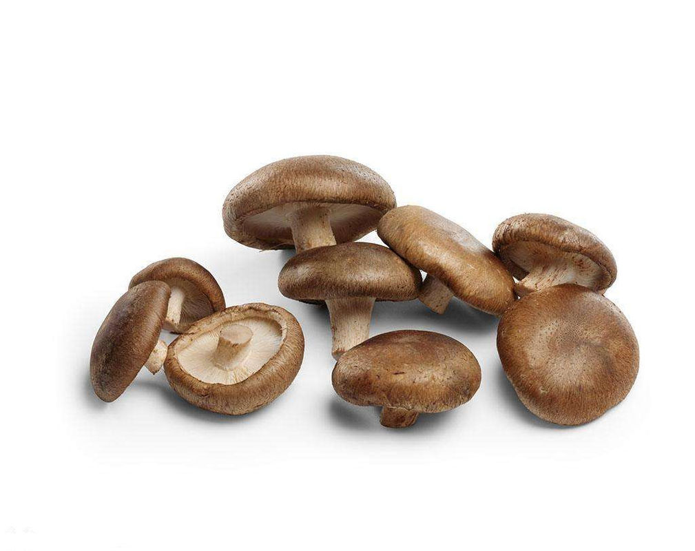 shiitake taze