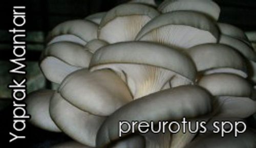 Pleurotus Türleri